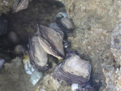 Isognomon californicus