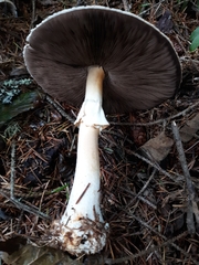 Agaricus smithianus