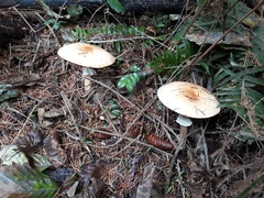 Agaricus smithianus