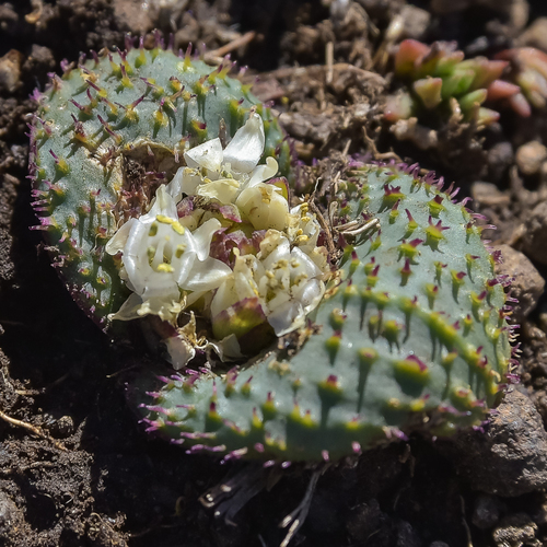 Massonia wittebergensis