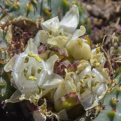 Massonia wittebergensis