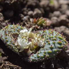 Massonia wittebergensis