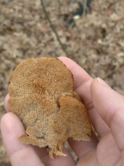 Trametopsis cervina