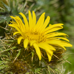 Berkheya multijuga
