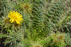 Berkheya multijuga