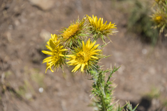 Berkheya multijuga