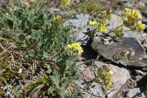 Rosetted Buckler-mustard (Biscutella brevifolia)