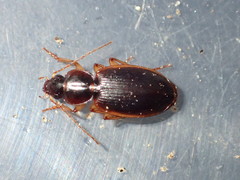 Tanystoma