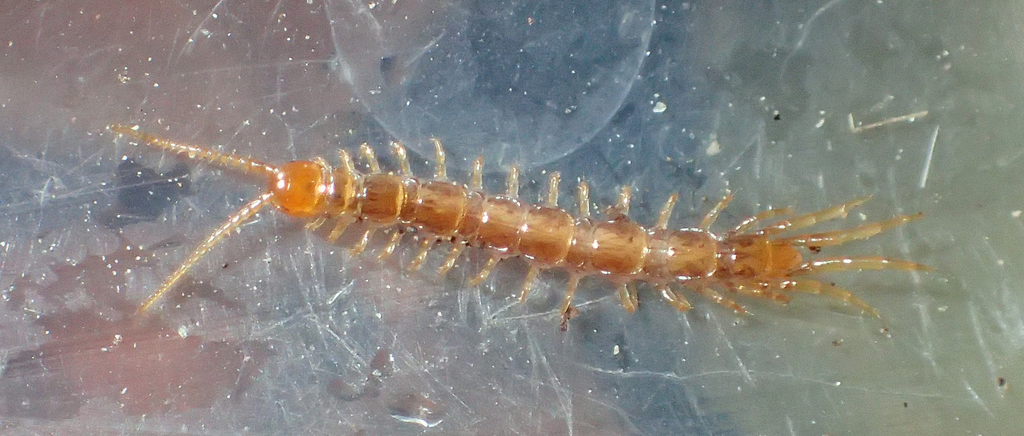 Tigobius