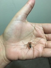 Paraphrynus chacmool