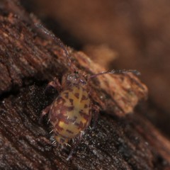 Ptenothrix marmorata