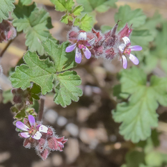 Pelargonium capituliforme