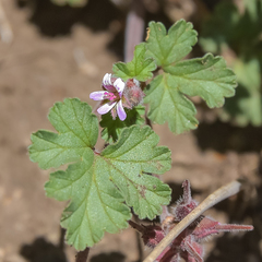 Pelargonium capituliforme