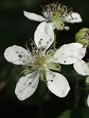 Swamp dewberry