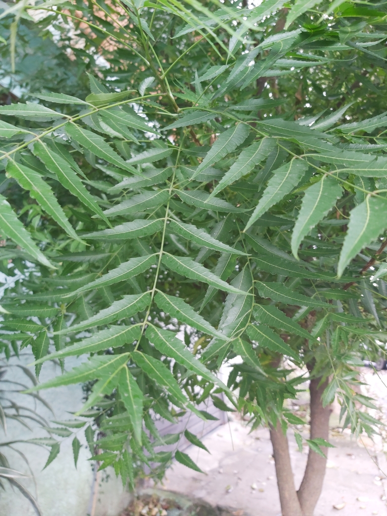 Neem leaves and small white flowers