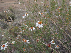 Phymaspermum parvifolium