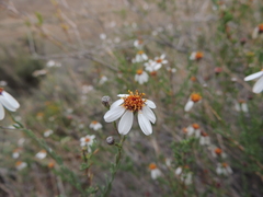 Phymaspermum parvifolium