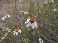 Phymaspermum parvifolium