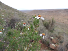 Phymaspermum parvifolium