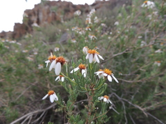 Phymaspermum parvifolium