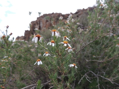 Phymaspermum parvifolium