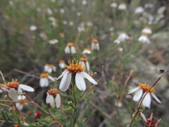 Phymaspermum parvifolium