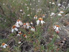 Phymaspermum parvifolium