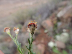 Phymaspermum parvifolium
