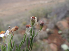 Phymaspermum parvifolium