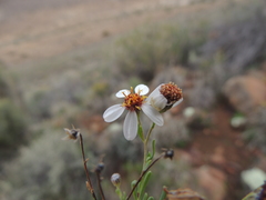 Phymaspermum parvifolium