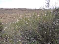 Phymaspermum parvifolium