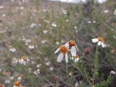 Phymaspermum parvifolium