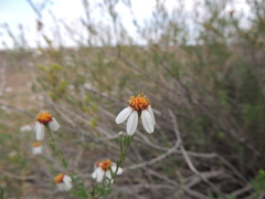 Phymaspermum parvifolium