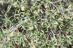 Diospyros dichrophylla