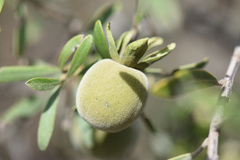 Diospyros dichrophylla