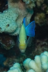 Dascyllus marginatus