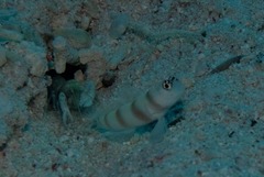 Amblyeleotris steinitzi