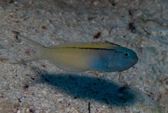 Blackline Fangblenny photo 3