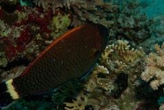 Pseudodax moluccanus