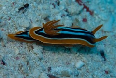 Chromodoris quadricolor