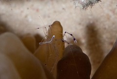 Ancylomenes longicarpus