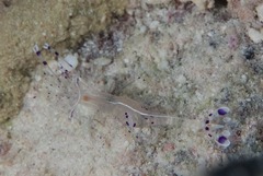 Ancylomenes longicarpus