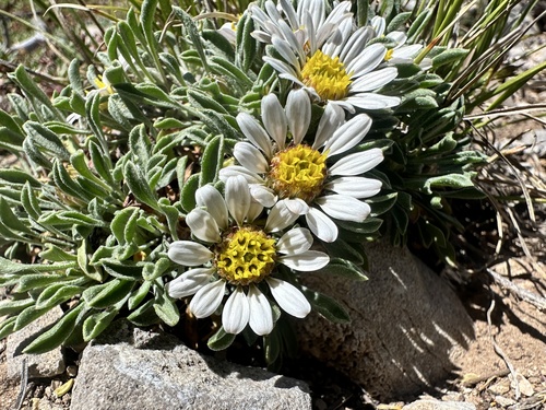 Sherel's Townsendia (Townsendia goodrichii)