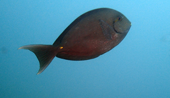 Acanthurus mata
