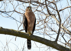 Accipiter cooperii