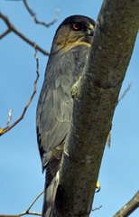 Accipiter cooperii