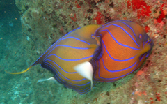 Pomacanthus annularis