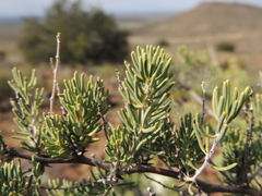 Asparagus mucronatus