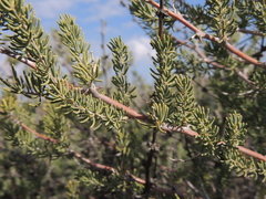 Asparagus mucronatus