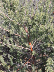 Asparagus mucronatus